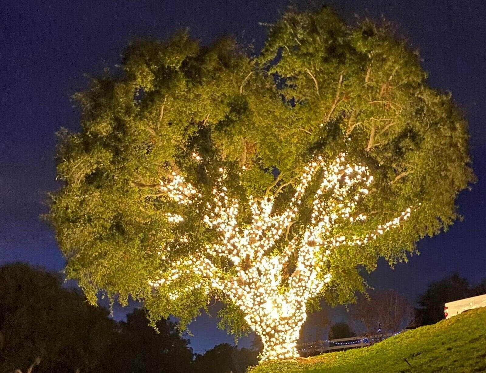 Winning Christmas Lights on Tree
