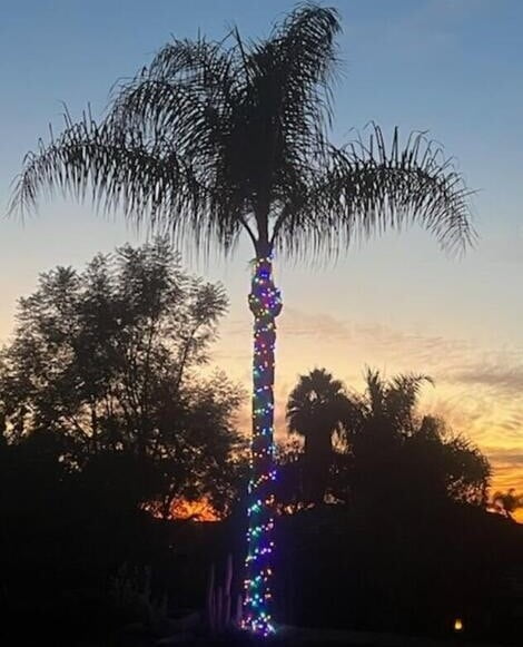 Christmas Lights wrap on Palm tree