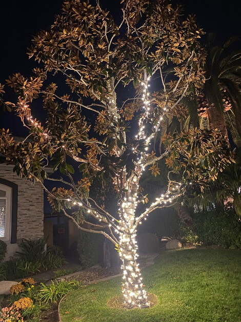 Tree wrapped Christmas Lights