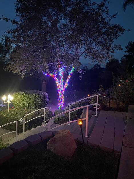 Multi-colored Christmas Lights wrap on trees