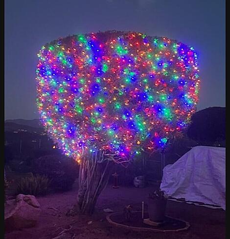 Christmas Lights on Bushes