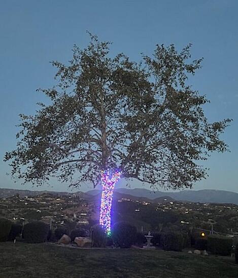 Christmas Lights on Trees or Palm Trees