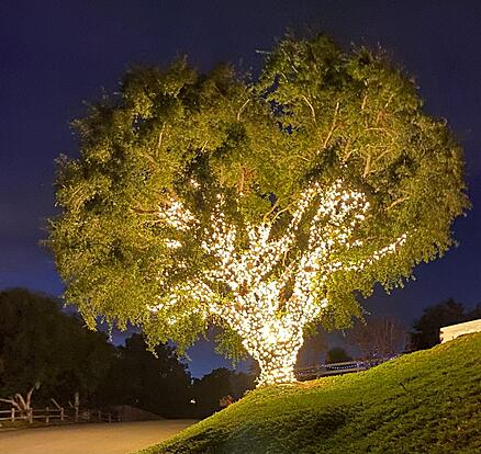 Christmas Lights Wrapped Tree